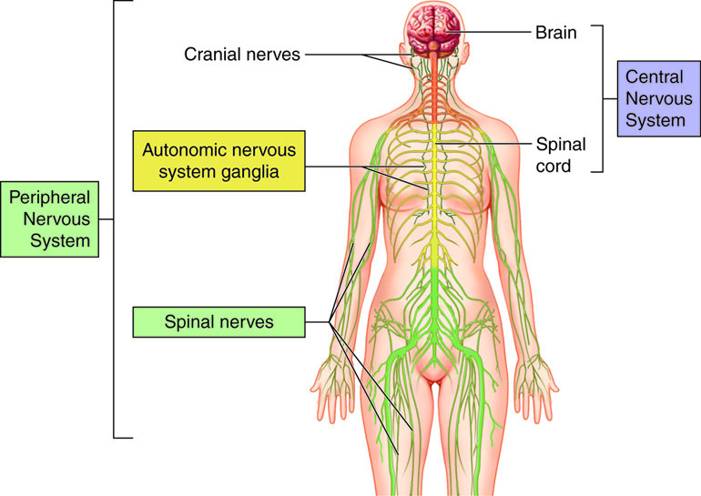 Multiple Sclerosis: The human nervous system
