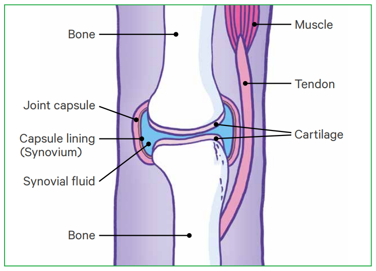 Osteoarthritis: A Healthy Joint